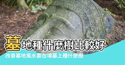 墳墓上長樹|墳上長樹好不好，墓地種樹的注意事項是什麼，墓地栽什麼樹風水。